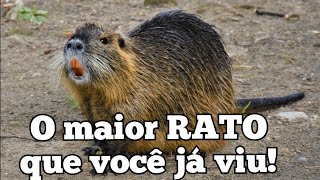 RATÃO DO BANHADO, O MAIOR RATO QUE JÁ VI!