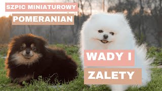 🐶 Pomeranian Szpic Miniaturowy – Wady i Zalety | Co musisz wiedzieć zanim kupisz tego psa! 🐶