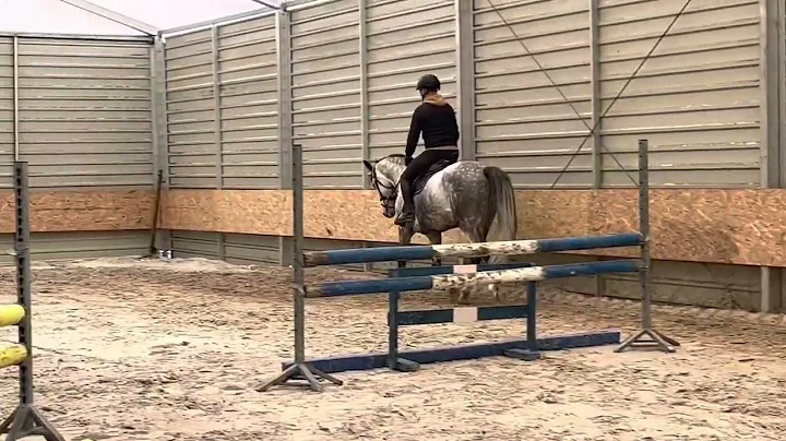 Top quality 5 yo gelding by Emerald
