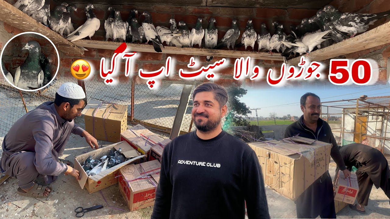 50 Breeder kabotaro ka setup aa gya 😍 03237988919 