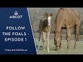 Follow The Foals - Episode 1