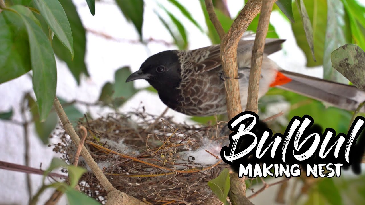 Bulbul making nest Nest of bulbul bird Home garden Sony a7m3 Pune YouTube