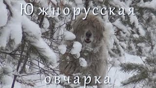 Южнорусская Овчарка - Представление Породы /  South Russian Shepherd Dog - Breed Presentation
