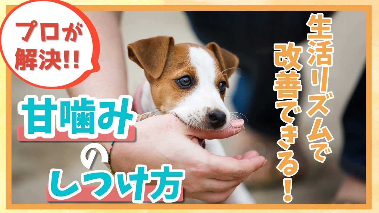 子犬しつけ【愛犬の甘噛みでお悩みの方必見】甘噛みの止めさせ方は？～コーギー～ YouTube