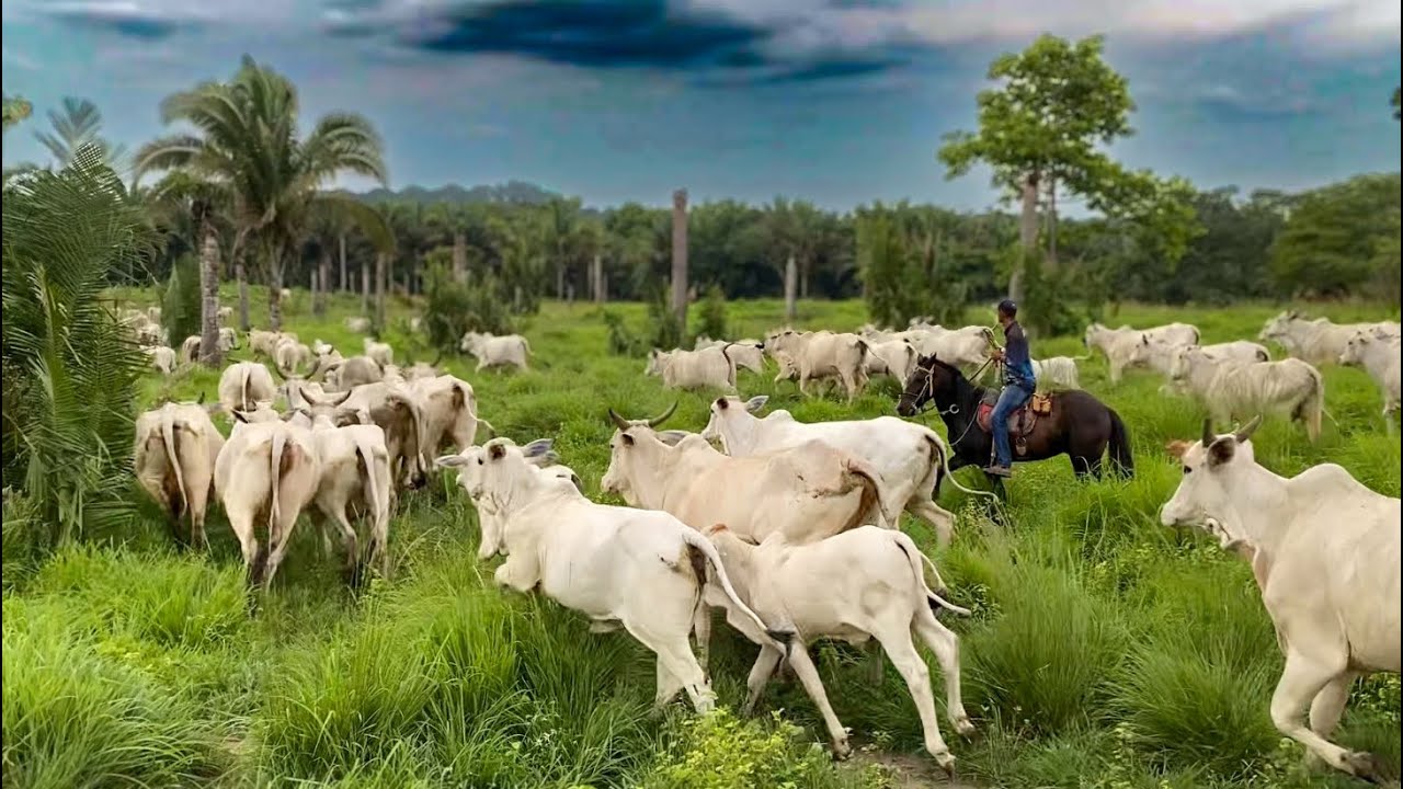 FOMOS VER O GADO E ELES MUDARAM DE PASTO SOZINHOS! 