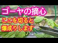 【ゴーヤ】たったココを切るだけで大きい実がたくさん獲れます。親ヅルより子ヅルからたくさん実を成らすゴーヤの特徴を活かした摘心の仕方。誰でも出来て、今後の成長に差が出ます。さぁ早くしておきましょう。