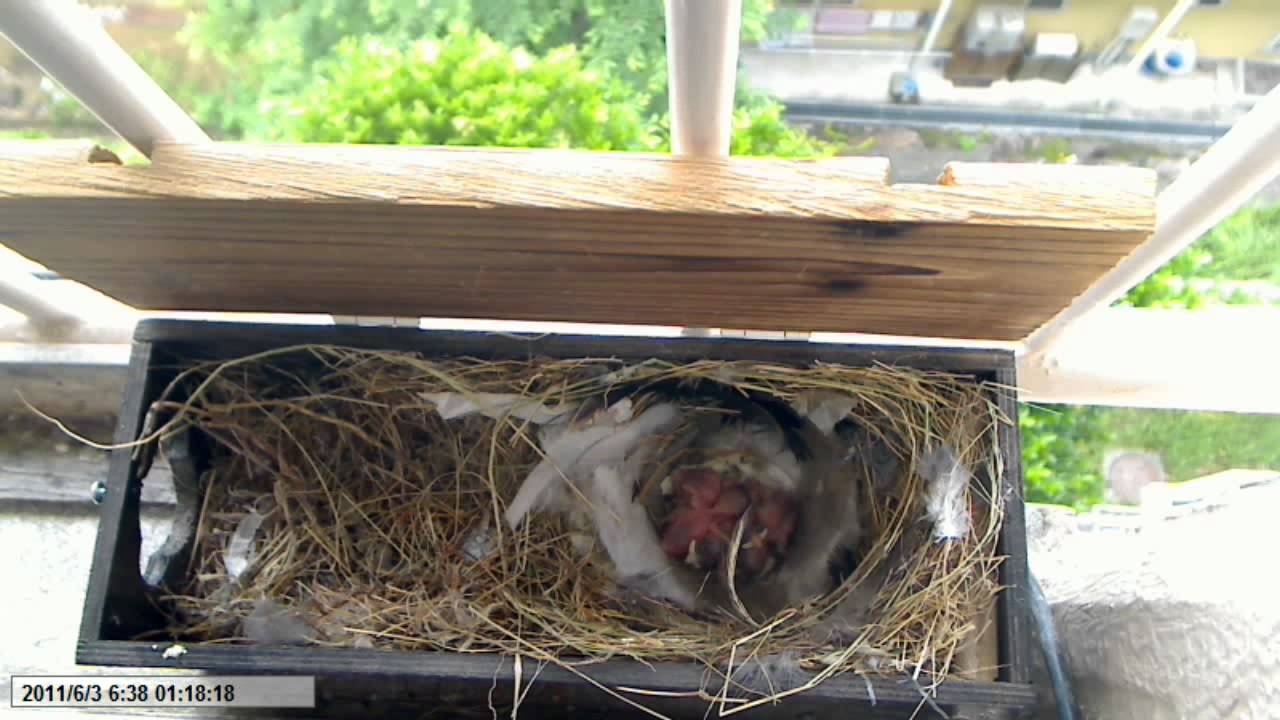 雀 の 飼い 方