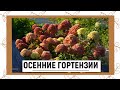 КАК ВЫГЛЯДЯТ ГОРТЕНЗИИ ОСЕНЬЮ