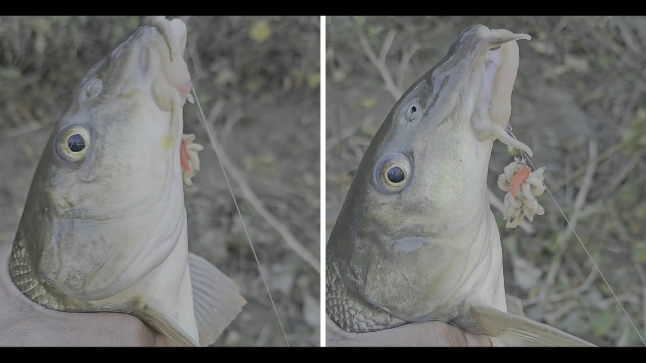 Fiume: Maggot clip tips, rig invernali..consigli e punti di vista