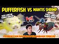 FAHAKA PUFFERFISH VS PEACOCK MANTIS SHRIMP! GIGITAN TERKUAT PUKULAN TERKERAS! SAMPAI HANCUR REMUK!