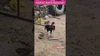Naked Neck Rooster | ap aseel farm #petsworldandhobbies #aseel #shamo #youtubeshorts