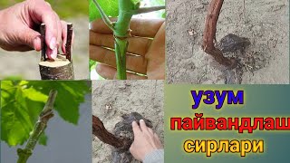 Узум пайвандлаш сирлари