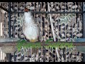 Trucukan Gacor Full Isian Berbagai Macam Suara Burung Ys Mp3 - Mp4 Download