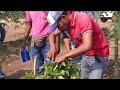 Primera poda de formación del aguacatero