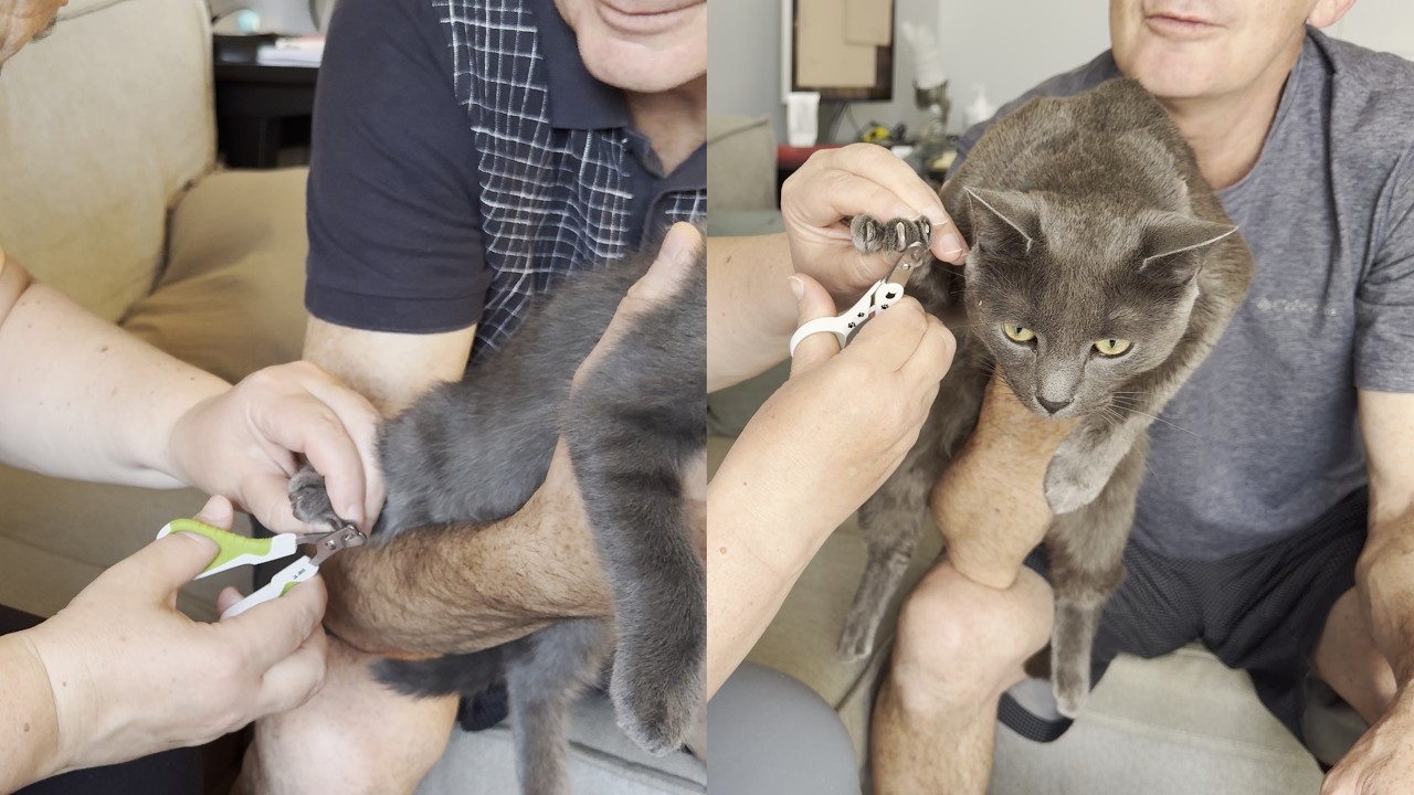 Trimming Kittens Nails One Year Round