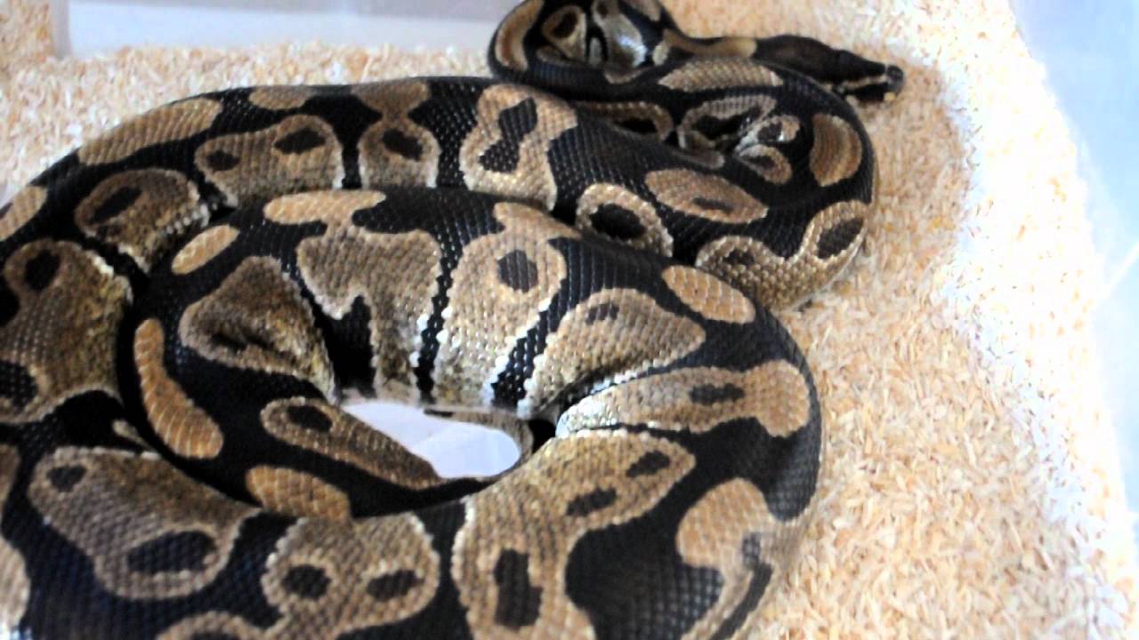 węże i drabiny Balls breeding project 2012! Breeders Introduction