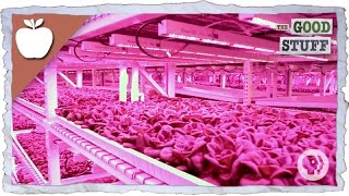 Are Vertical Farms The Future Of Agriculture?