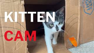 Kitten Cam  - DIY Cat Houses by Cat Depot 399 views 10 months ago 4 minutes, 45 seconds