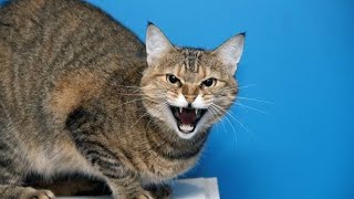 Cat Sound | Cat voice | Mother Cats meowing to attract Kittens by Animal Voice 157 views 4 days ago 3 minutes, 8 seconds
