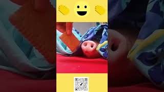 Pig wrapped in a blanket smells a cracker #shorts Profile