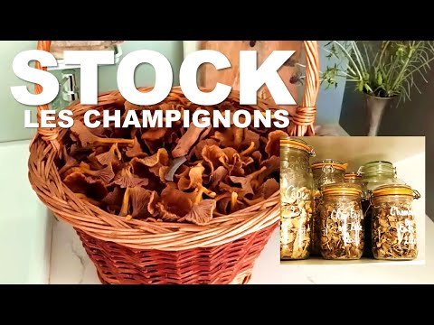 Vidéo: Comment Nettoyer Les Champignons: Rousses, Cèpes, Russula, Cèpes, Champignons, Chanterelles, Pleurotes Et Autres