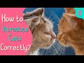 😼 How to INTRODUCE CATS Correctly | Furry Feline Facts