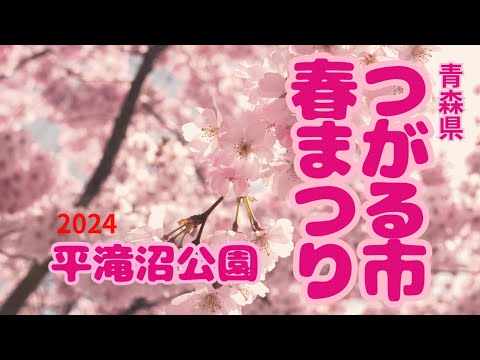 【つがる市春まつり】千本桜の並木道 つがる市木造舘岡 平滝沼公園 満開のさくらと素敵なスムージー屋さんと地元のアイドル!