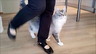 Maine Coon Felix showing some skills. 8 tricks, and finally plays a ball game. Profile