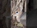 Looks like a dog, but actually a tiny deer! 😲🦌 #DickDickDeer #TinyDeer