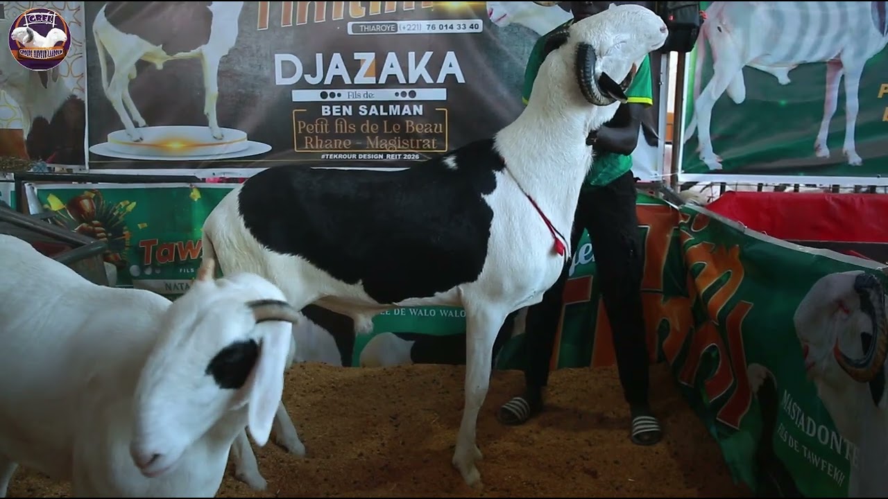 Bergerie Timtimol  (Foire REIT 2026)