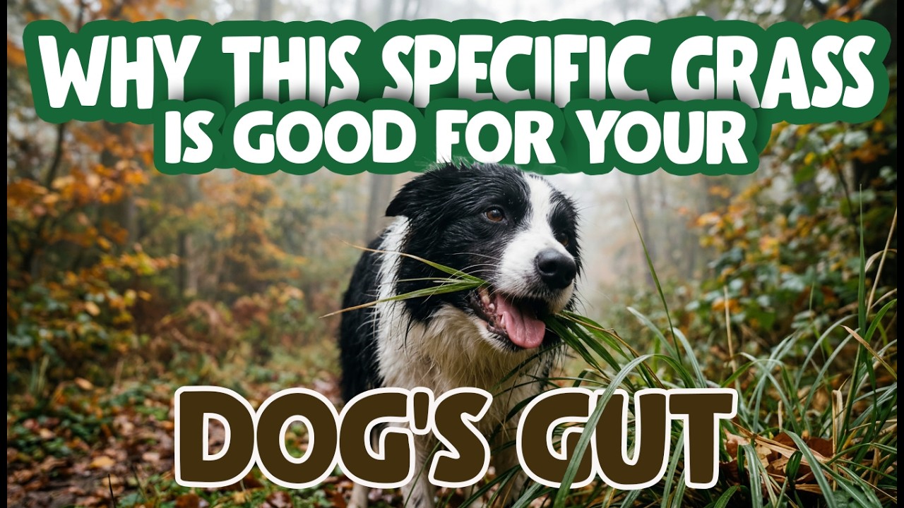 Why Dogs Eat Grass: Supporting Digestive Wellness with Miscanthus Grass ...