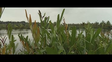 iPhone 11 with skyvik anamorphic lens and moment pro cam app .