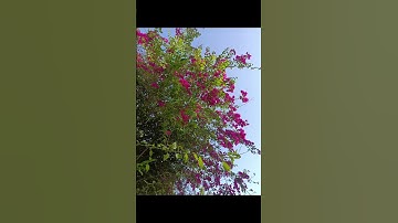 അഗ്നികണ്ടാൽ #ഇസ്ലാമിക് #സ്വപ്ന വ്യാഖ്യാനം