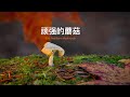 森林寻蘑21 - 微距摄影 | Mushroom Hunting in the Forest 21 - Macro Photography