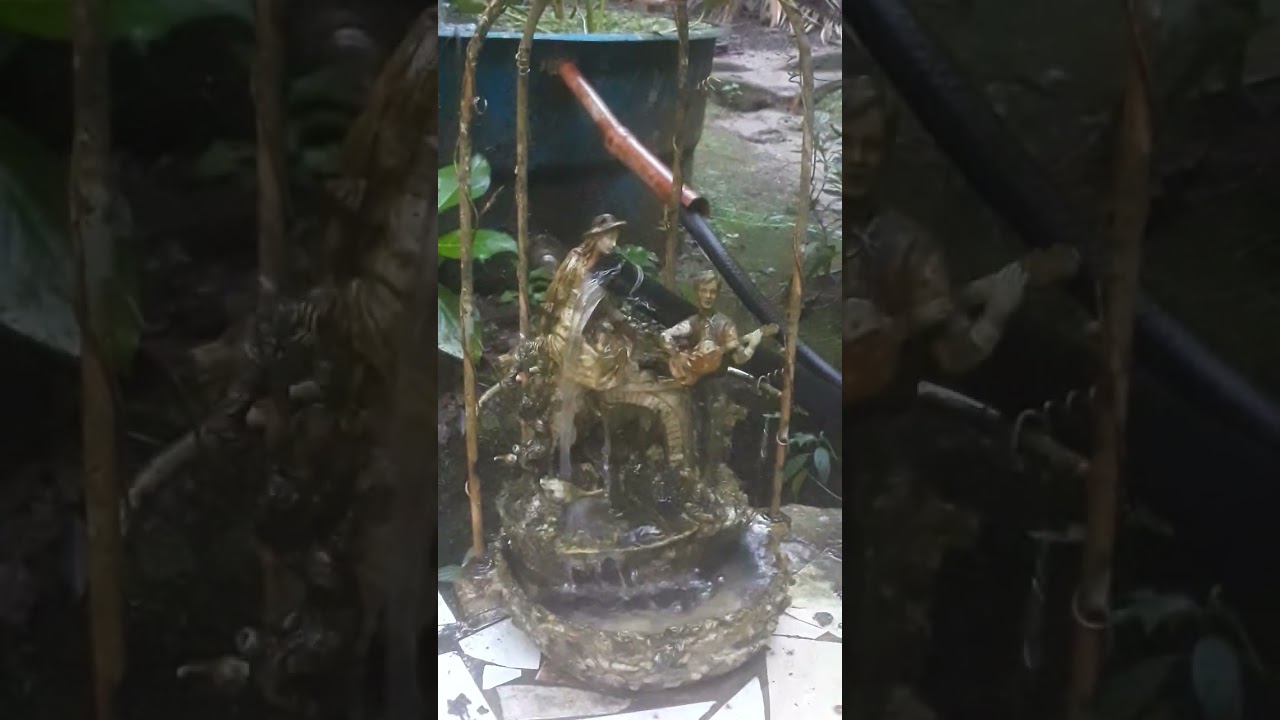 Plantas aquáticas e carpas