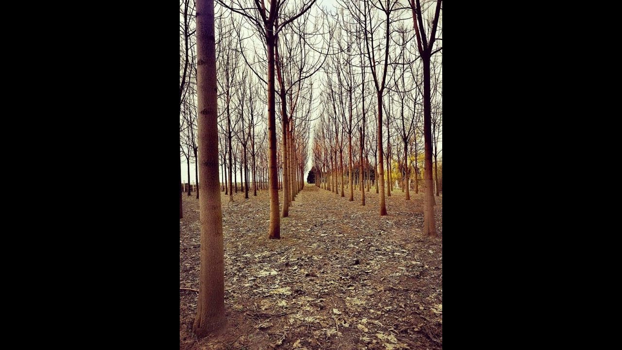 Császárfa, Ipari Császárfa gyakori kérdések 3 rész. Sor és távközök.