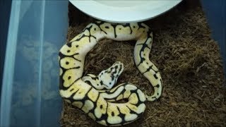 feeding baby ball pythons, we will miss you Ben Renick.