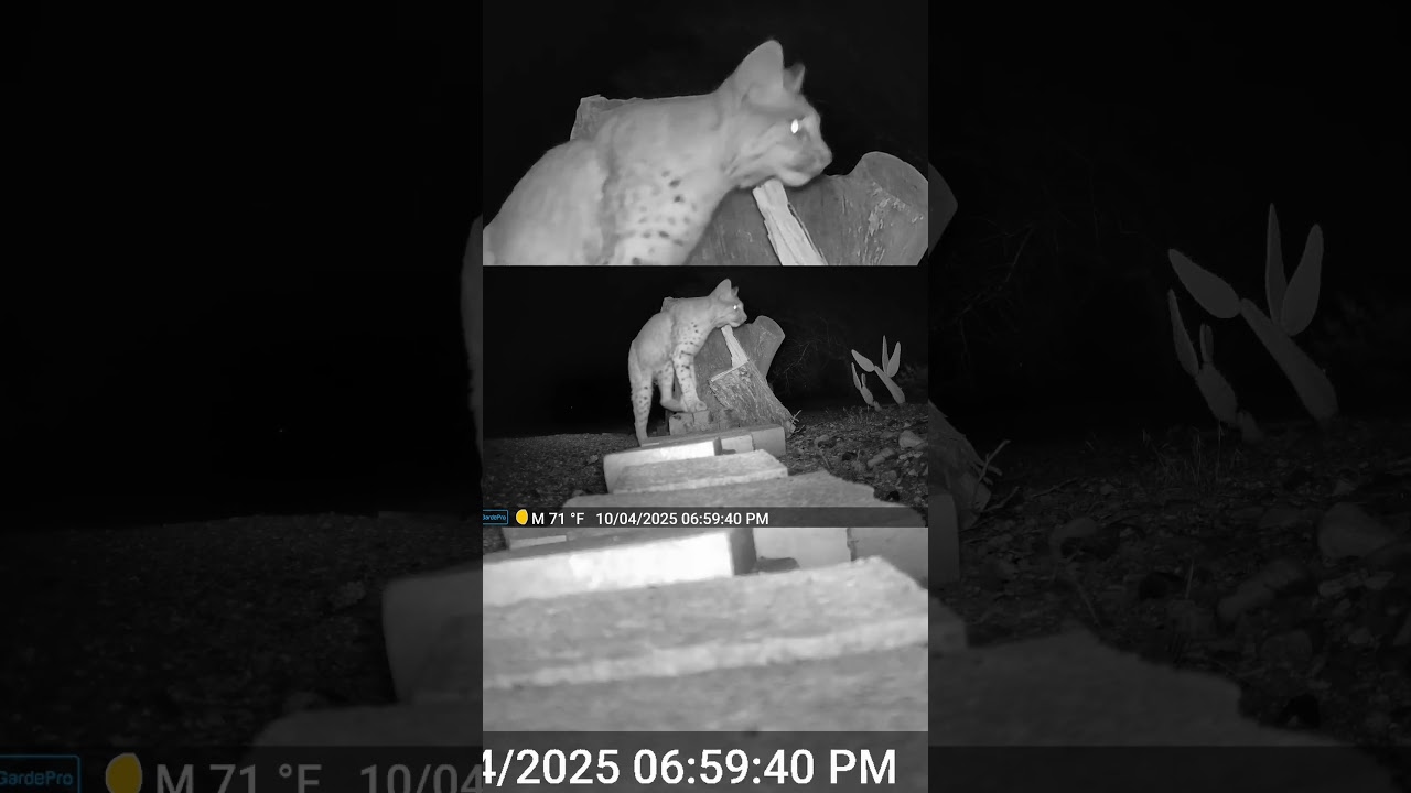 This is What Bobcats Do When No One's Watching 