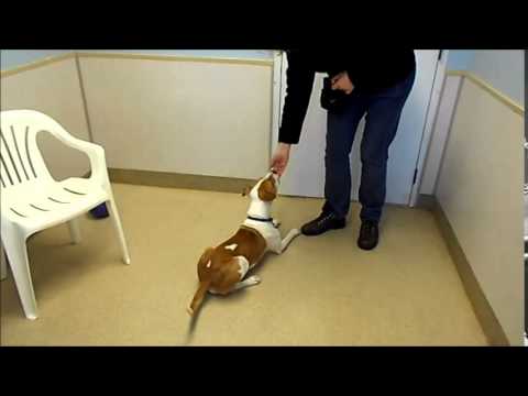 Bonnie for petfinder and facebook