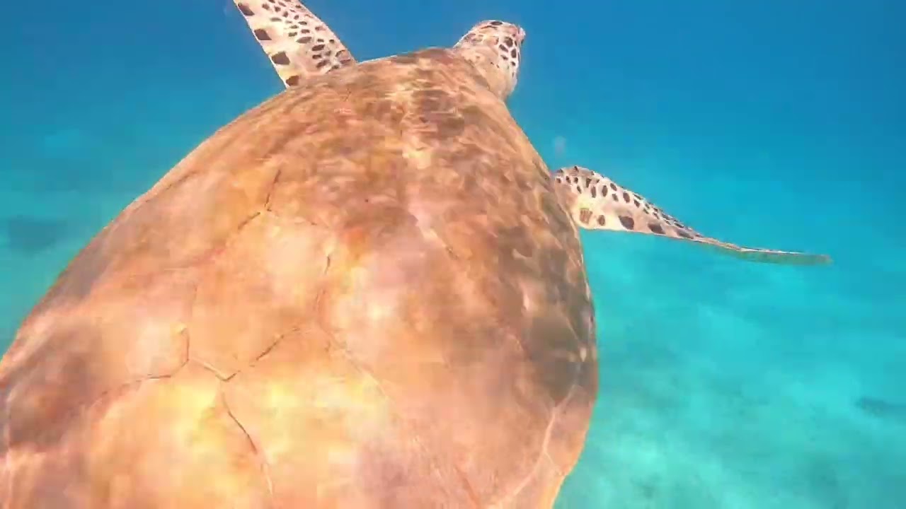 Les îles grenadines du 12 au 20 janvier