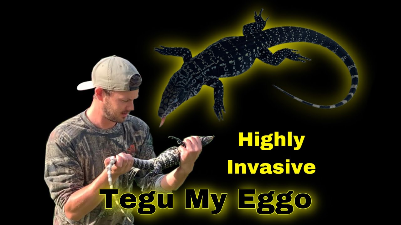 Highly invasive TEGU ( Catch Clean Cook ) Treasure Coast Florida - YouTube