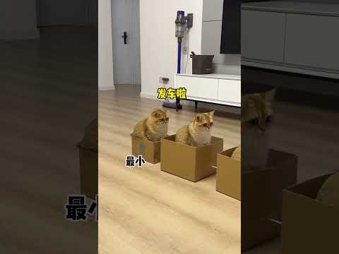 【牛奶是只猫】小猫咪坐巴士原来那么乖