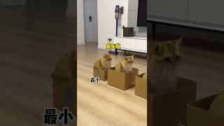 【牛奶是只猫】小猫咪坐巴士原来那么乖