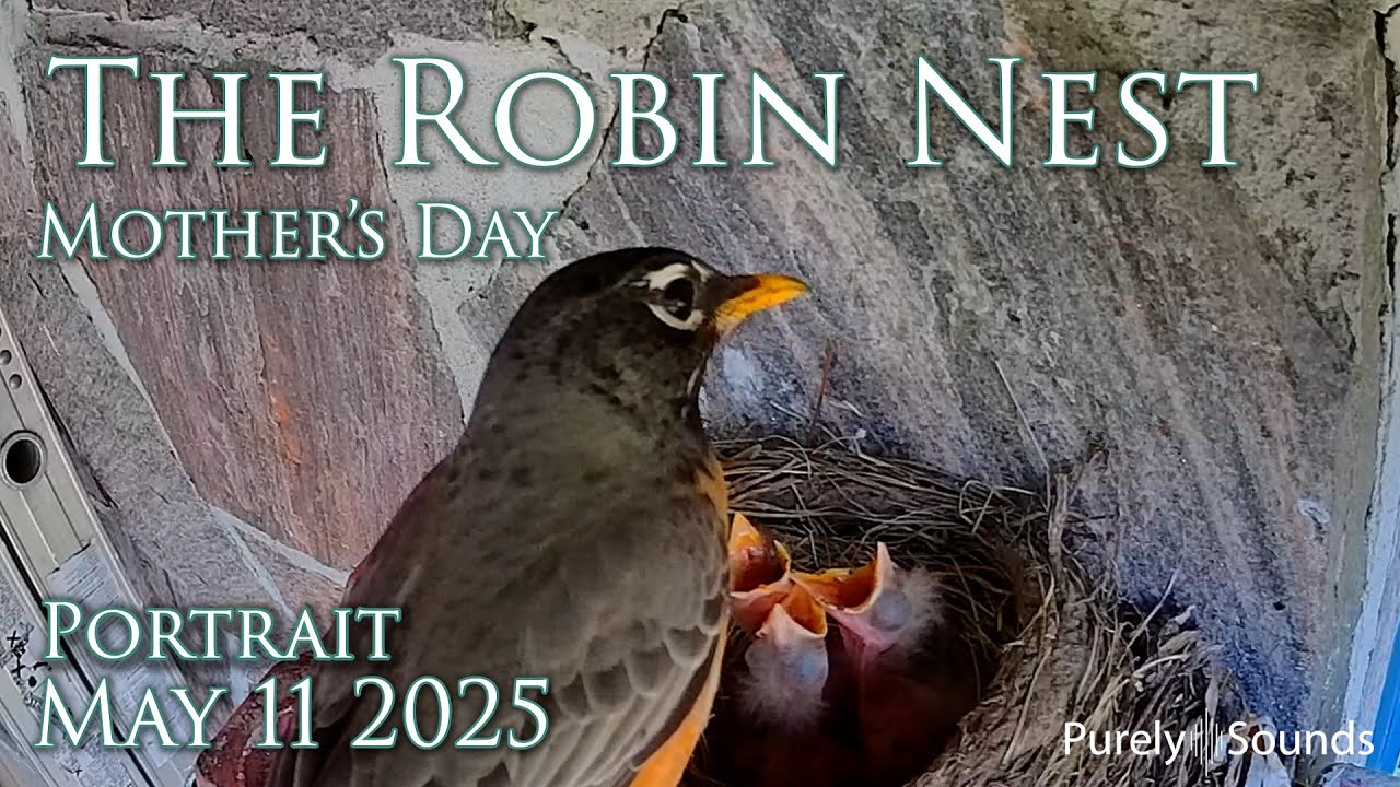 Watch the Robin Family Live –Mother's Day Night Portrait (May 11, 2025 ...