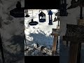 Slow - mo of the starlings at the feeders #birds #starlings