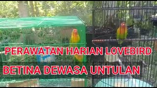 Perawatan Harian Lovebird Betina Dewasa Sistem Untulan