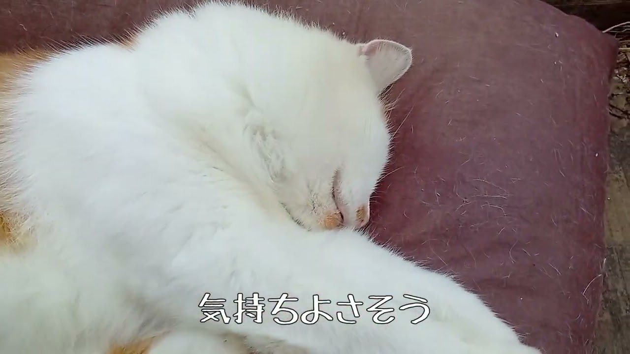 2025.秋 田代島2日目