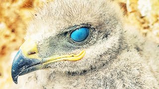 Putting cameras inside the nest of birds of prey and how parents feed the chicks