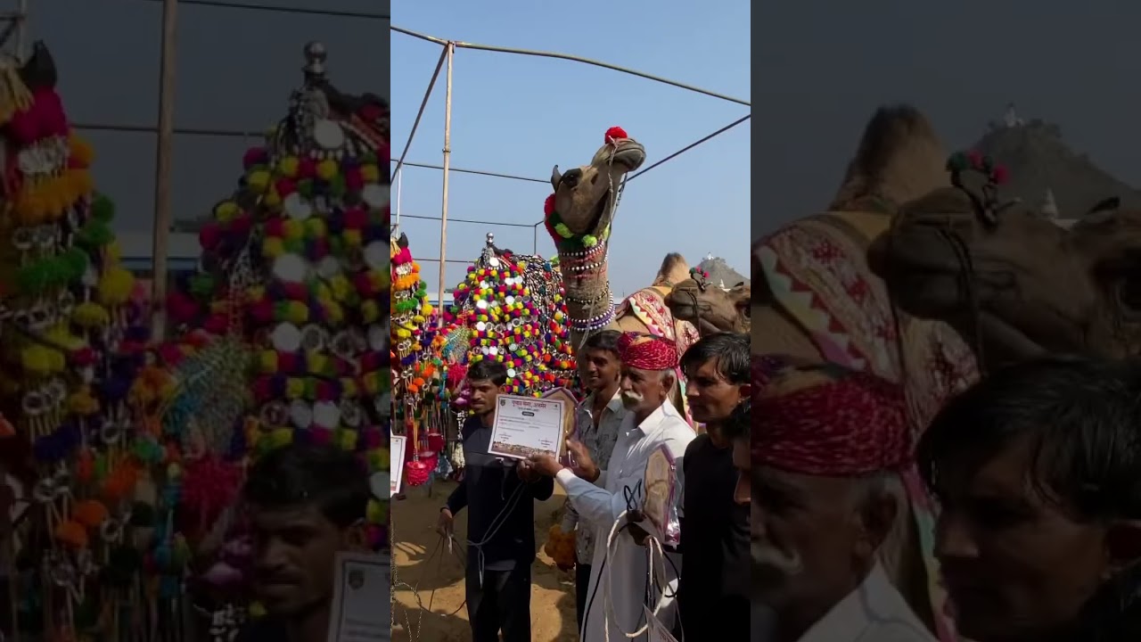 Winners of camel decorations competition at Pushkar fair 