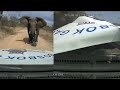 Ref:UhdfRFSDQ-M Massive elephant terrifies driver as it charges truck